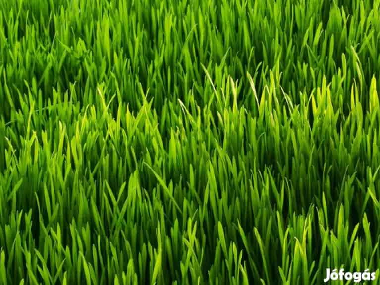 Építési telek Balatonszabadiban - Balatonszabadi, Telek, föld - Jófogás Ingatlan