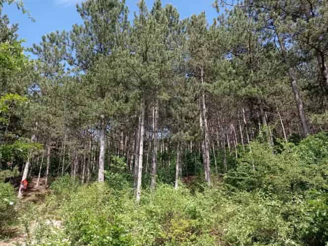 Eladó erdő Litér külterületén 37000 m2