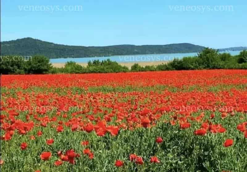 Telek a Balatonnál