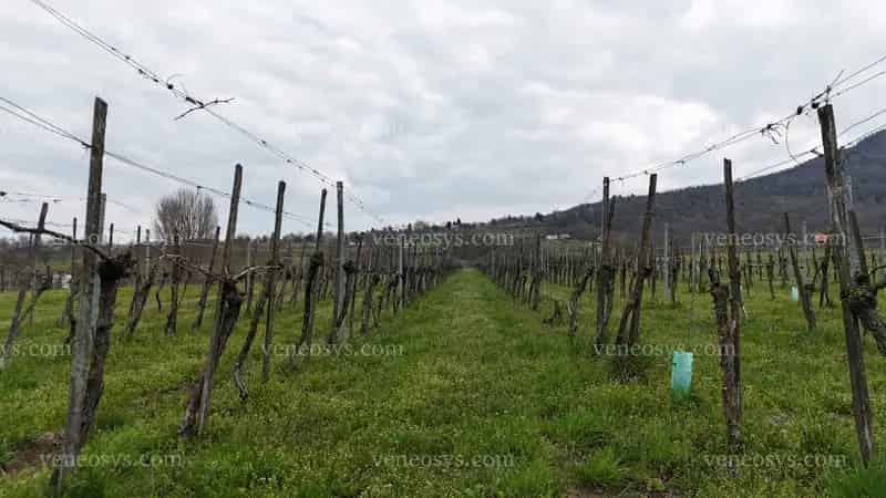 Badacsonytördemici Pinot Noir!