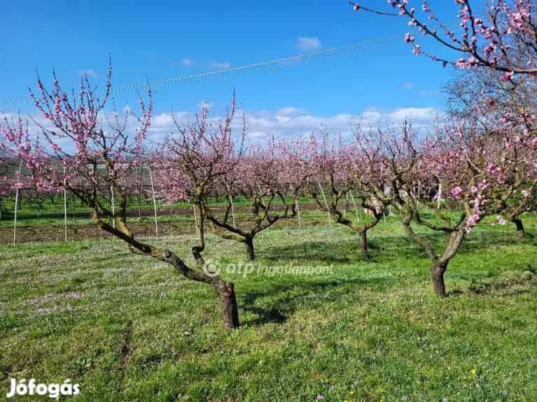 Siófoki eladó 751 nm-es telek - Siófok, Telek, föld - Jófogás Ingatlan