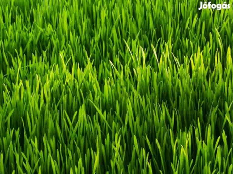 Dupla építési telek Balatonszabadiban - Balatonszabadi, Telek, föld - Jófogás Ingatlan