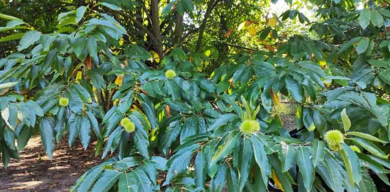 Bazsii eladó telek, T040556