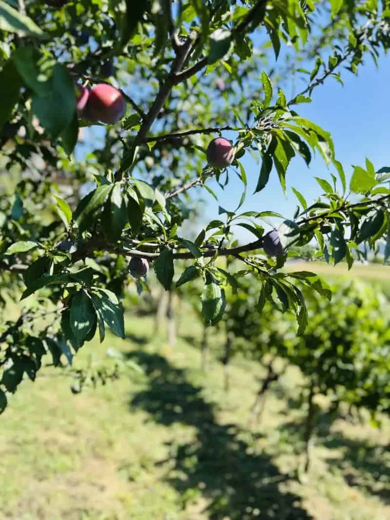 Ház Kiadó , Keszthelyi járás, Dunántúl