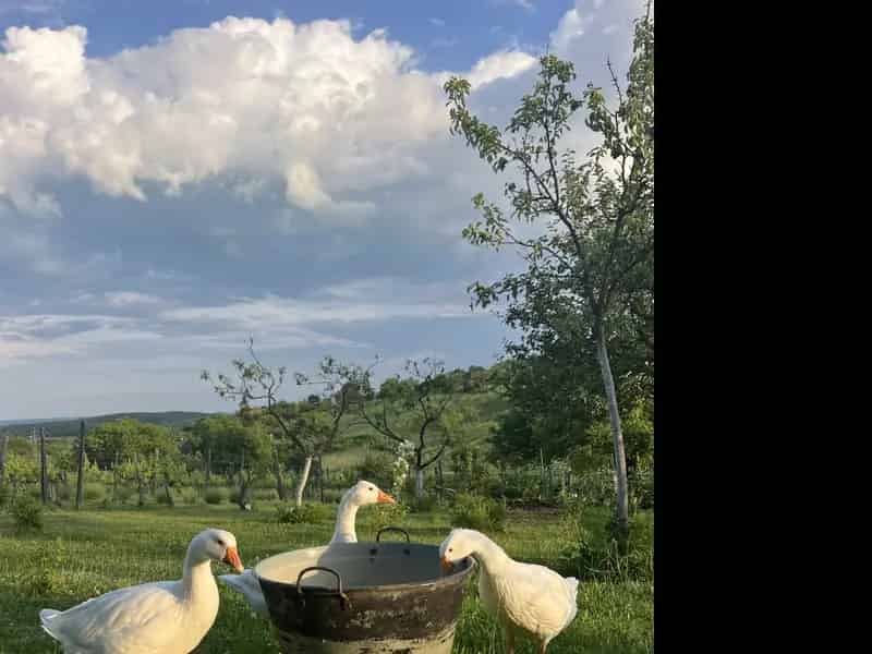 Ház Kiadó , Balatonfüredi járás, Dunántúl