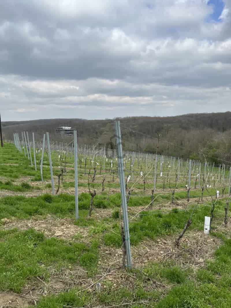 Villány Irsai Olivér Szőlőültetvény Eladó