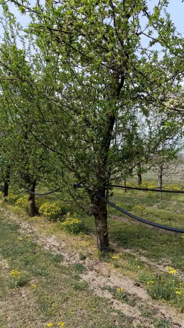 Telek Kiadó , Jánoshalmai járás, Alföld és Észak