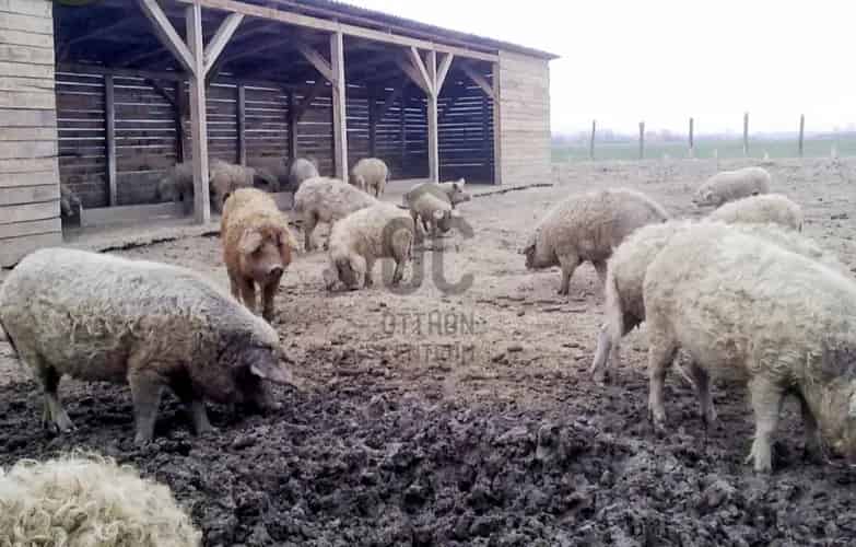 Letenyei eladó mezőgazdasagi ingatlan, M0001920