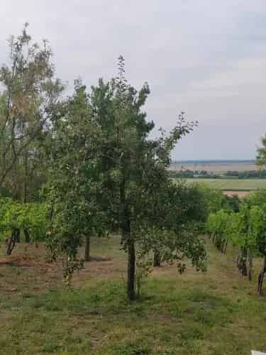 Siófoki eladó mezőgazdasagi ingatlan, M0002670