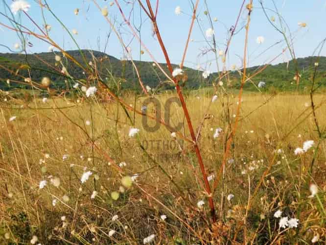 Pomázi eladó szántóföld - 721 m2 - Méhészeknek ajánlott