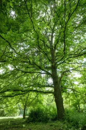 Várvölgyi eladó telek, M0002838