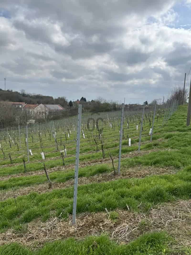 Villanyi 04Ha-os Oporto Szőlő eladó Maximális Termőképességgel