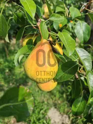 Szigetszentmiklósi eladó telek, T040419