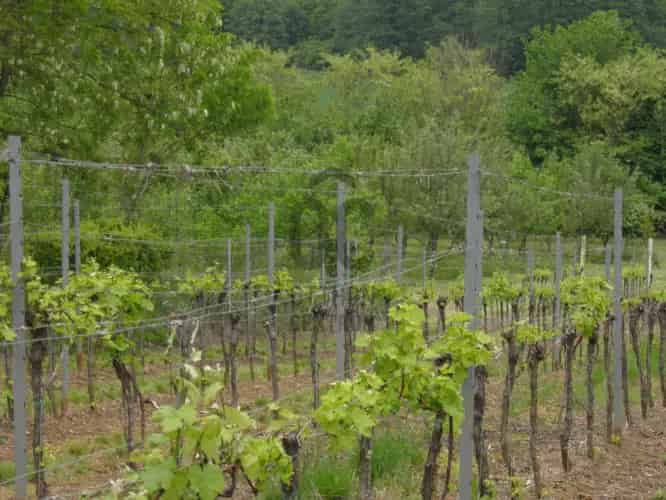 Hosszúperesztegi eladó mezőgazdasagi ingatlan, M0002832