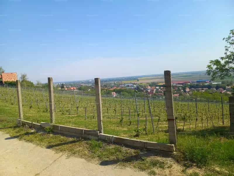 Eladó 1,3 ha szőlőterület Szekszárd, Cinka-tetőn!