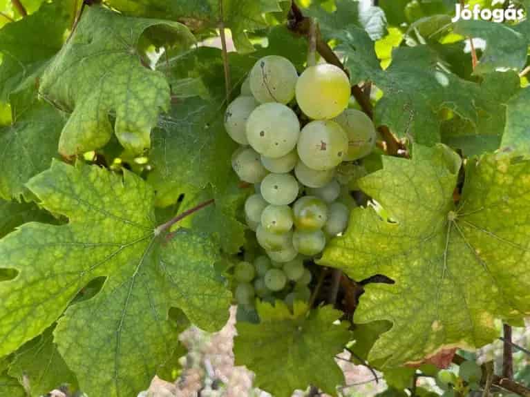 Eladó Balatatonszepezden egy örökpanorámás külterületi telek szőlővel - Balatonszepezd, Telek, föld - Jófogás Ingatlan