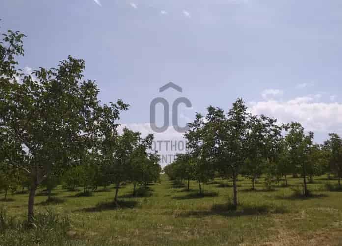 Paksi dió ültetvény eladó 49274 m2