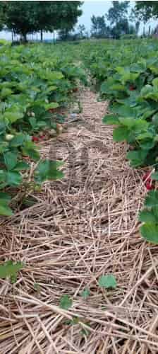 Völcseji eladó telek, OHT166017