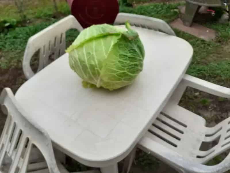 Ház Kiadó , Kapuvári járás, Dunántúl