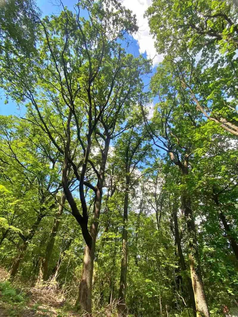 Telek Kiadó , Szobi járás, Közép-Magyarország