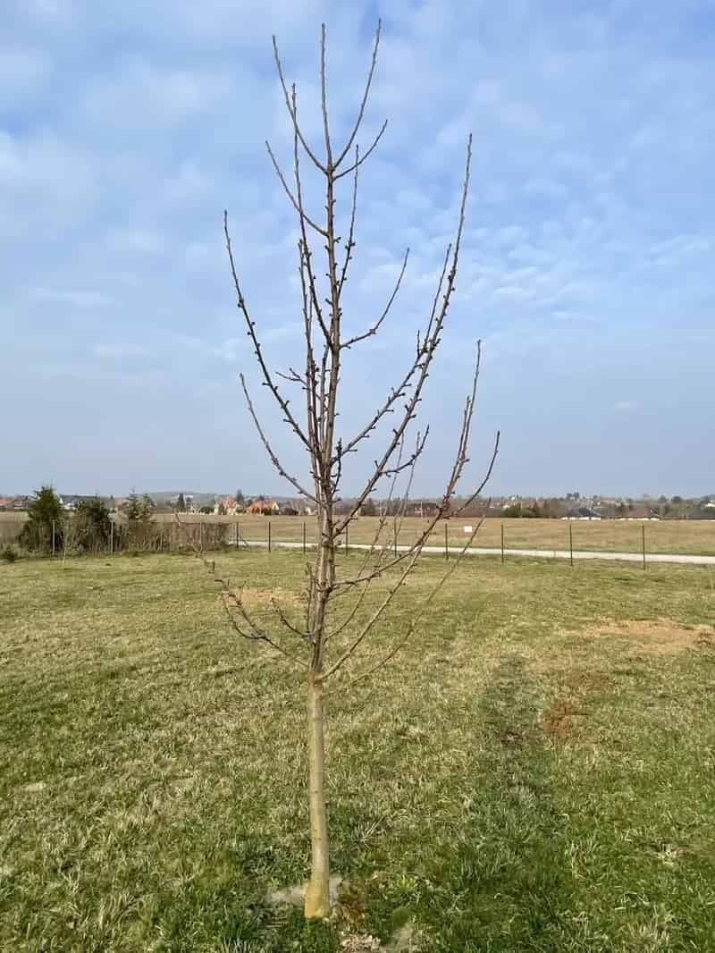 Telek Kiadó , Keszthelyi járás, Dunántúl