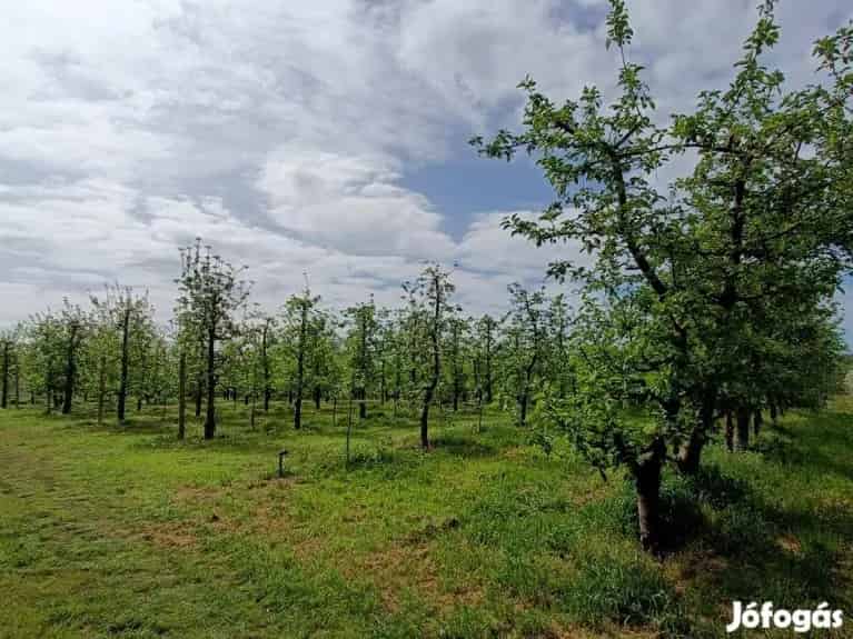 Jánoshalma külterületén 16.350 m2 termő gyümölcsös + tanya - Jánoshalma, Tanya - Jófogás Ingatlan