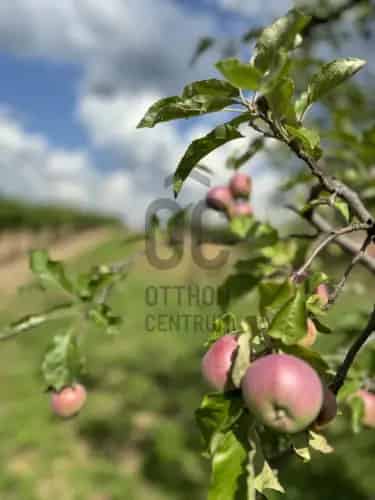 Buzsáki eladó mezőgazdasagi ingatlan, M0002889