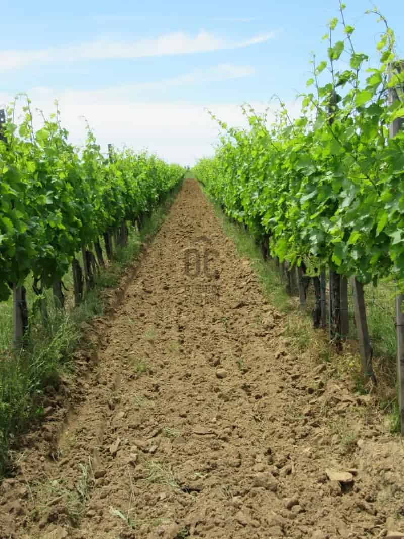 Villanyi Szölőültetvény Eladó 28 ha Cabernet Franc Kékfrankos Kékoportó