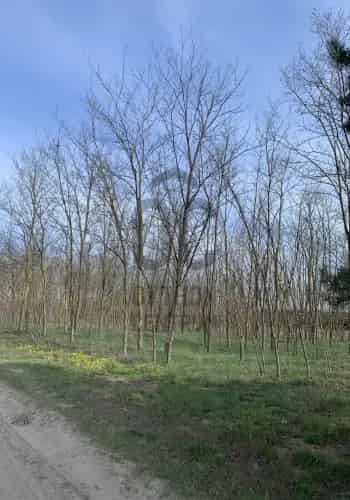Kecskeméti eladó telek, T035654